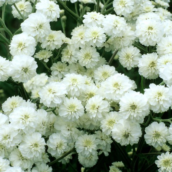 A dense cluster of pure white pom-pom like flowers on dark green stalks.