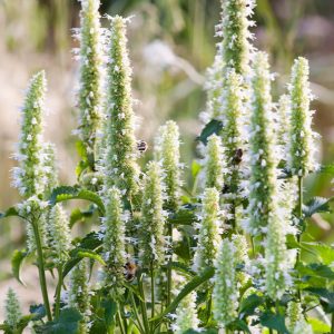 Agastache ‘Alabaster’ – Hardy Perennial