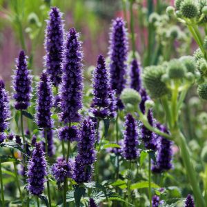 Agastache ‘Black Adder’ – Hardy Perennial