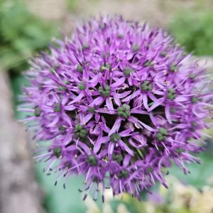 Allium ‘His Excellency’