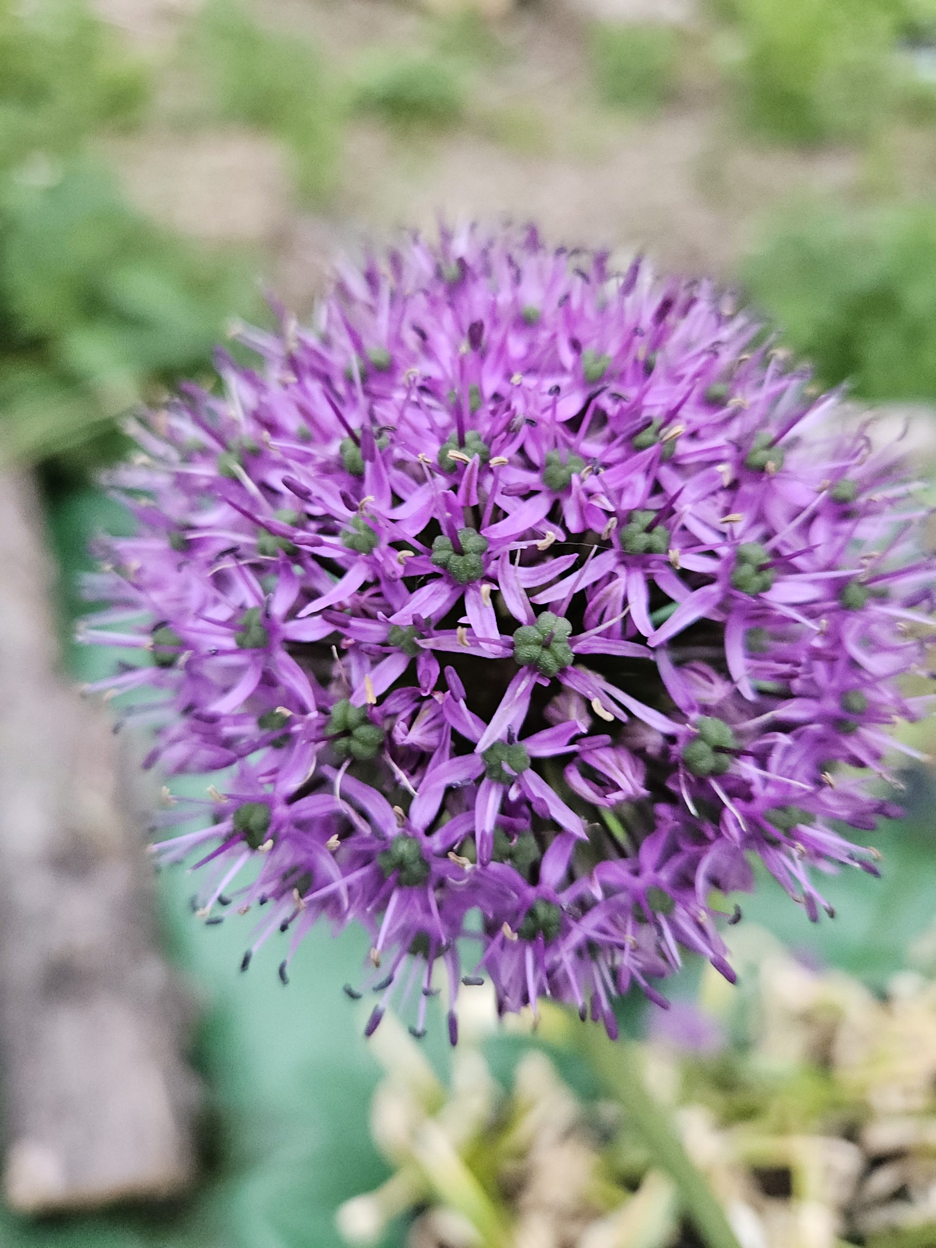 Close-up of a purple allium flower head formed by many small florets in a ball shape, with a blurred green background.