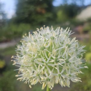 Allium ‘Mont Blanc’