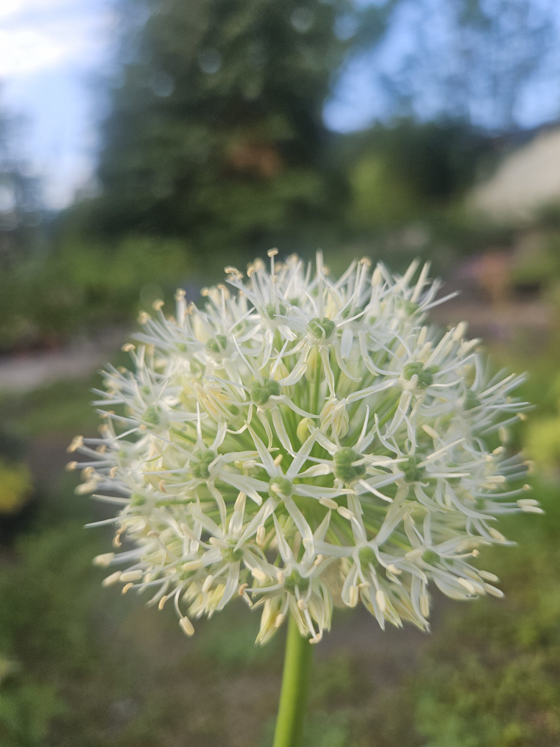 Close-up of a white allium flower head with thin spiky florets and yellow anthers against a blurred garden background.