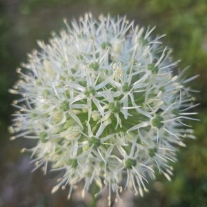 Allium ‘Mont Blanc’