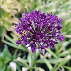 Allium ‘Purple Rain’