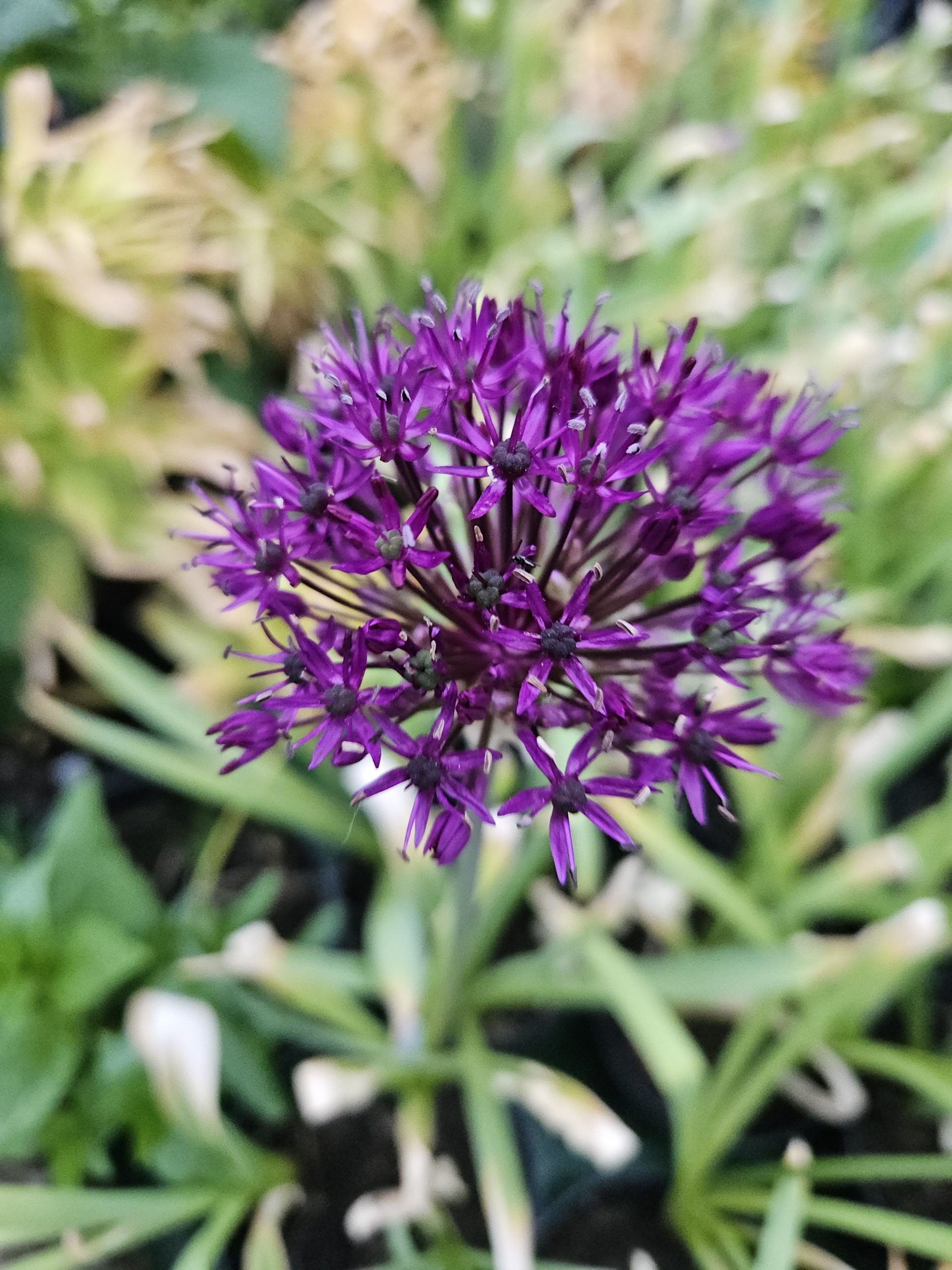 Close-up of a purple allium flower cluster with many thin petals radiating from dark centers, against a green garden background