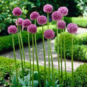 On a high stalk, a dandelion like, purple ball of individual tiny six petal flowers.