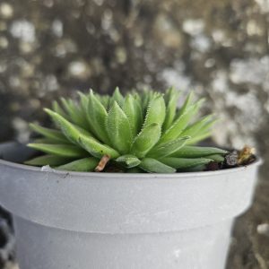 Sempervivum ‘Altum’ – Succulent – Houseleek