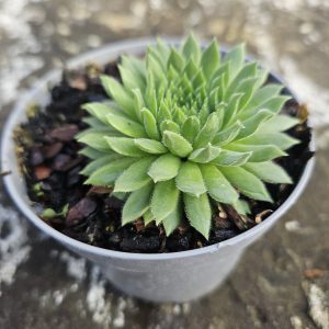 Sempervivum ‘Altum’ – Succulent – Houseleek