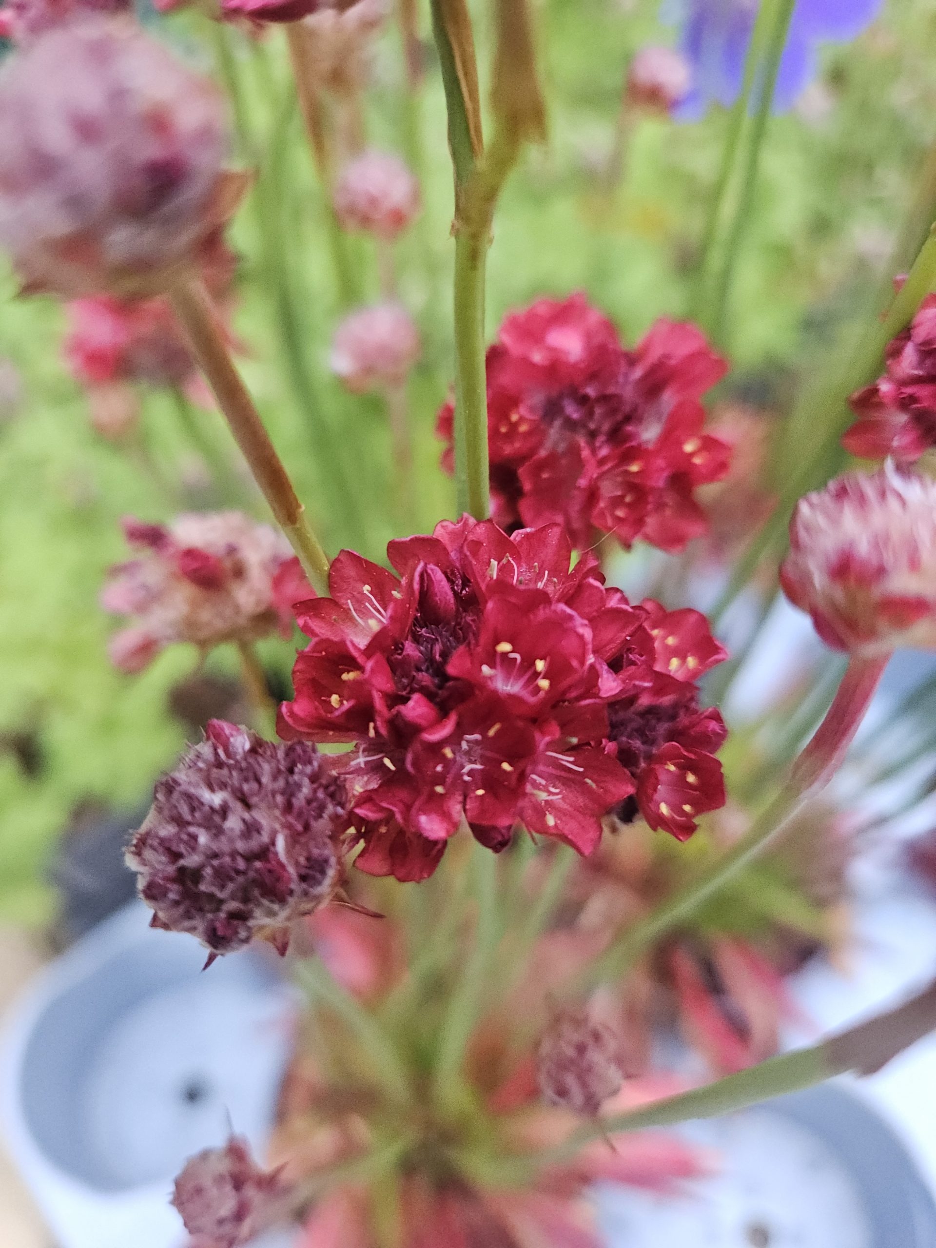 Close-up of deep red pincushion flowers with yellow stamens on green stems in a blurred background setting.