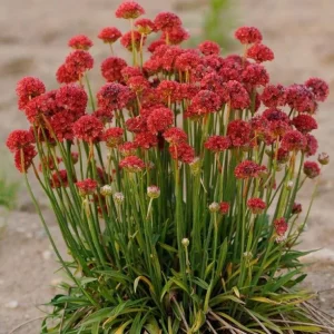 Armeria Ballerina Red – (Thrift) HP