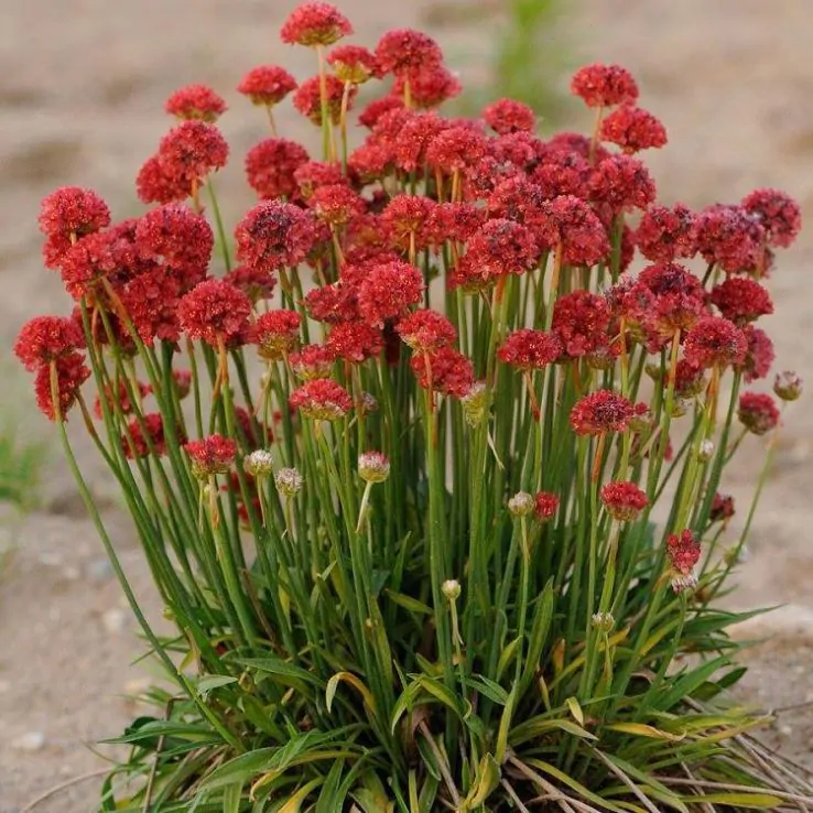 Armeria Ballerina Red - (Thrift) HP - Image 2