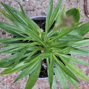 Armeria Ballerina Red – (Thrift) HP