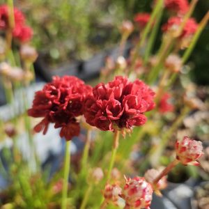 Armeria Ballerina Red – (Thrift) HP