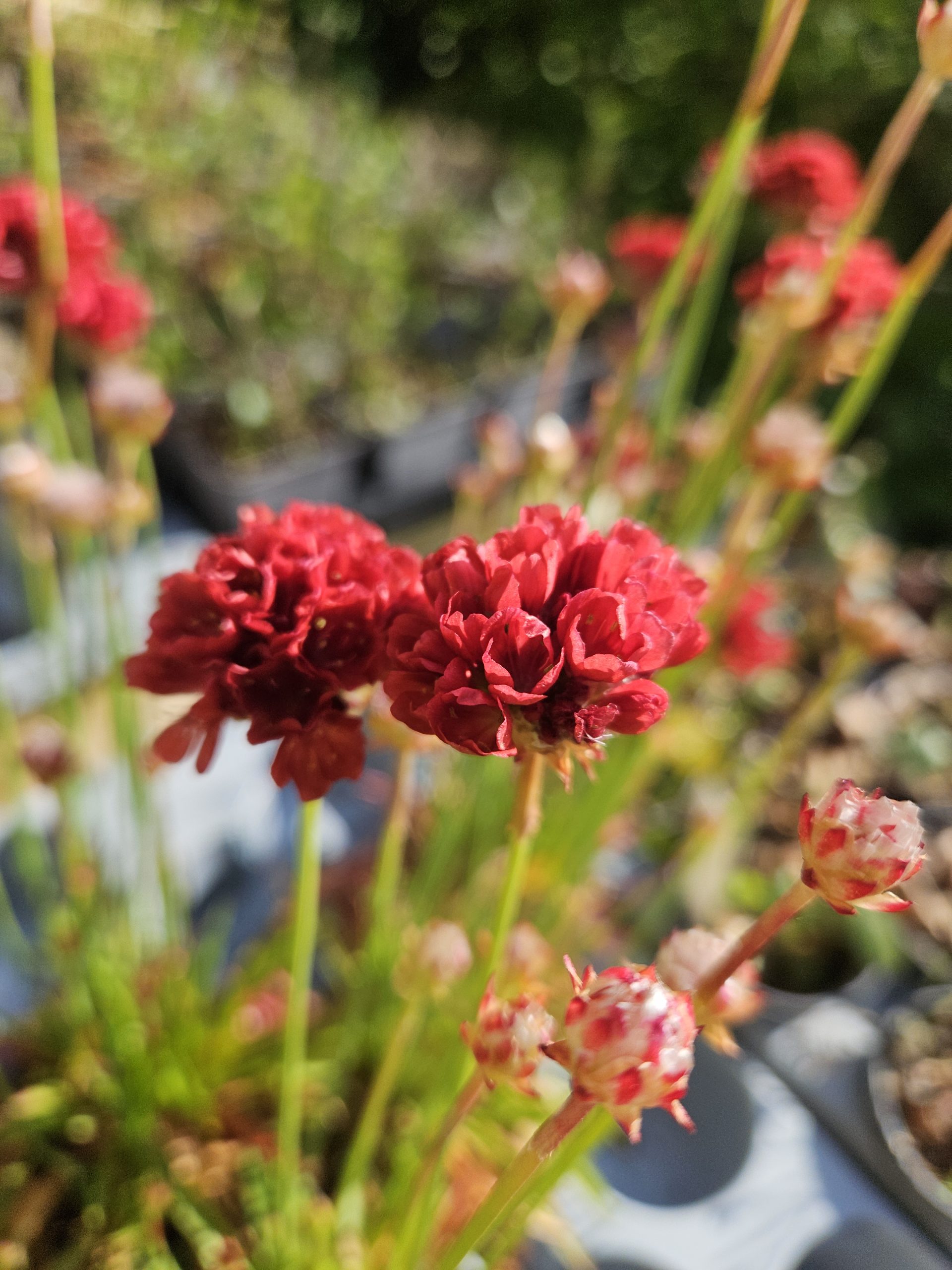 Red carnations on tall green stems in a sunlit garden, with a soft-focus background.