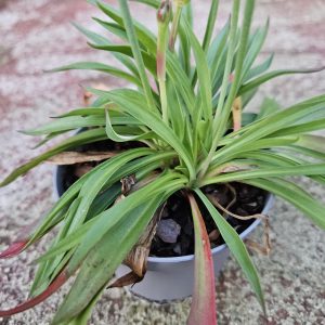 Armeria Ballerina Red – (Thrift) HP