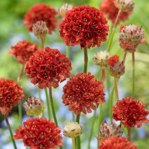 Armeria Ballerina Red – (Thrift) HP