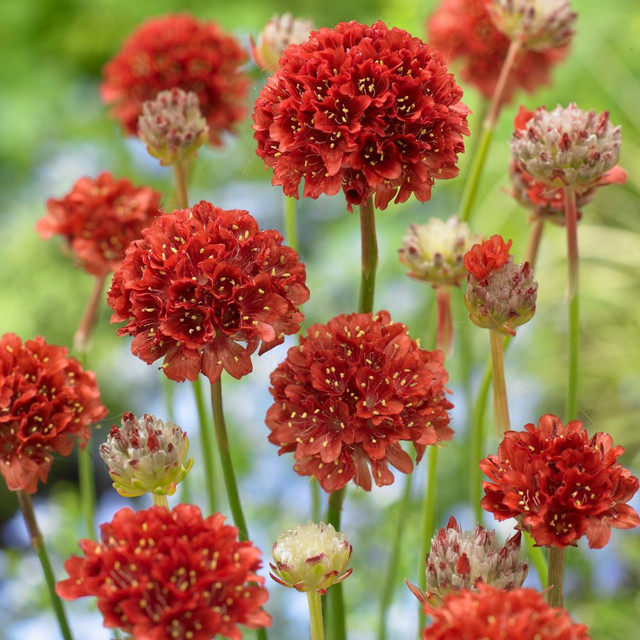 Armeria Ballerina Red - (Thrift) HP