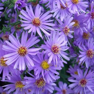 A cluster of individual flowers with perfectly lilac petals, with a central yellow to red tiny flower cluster.