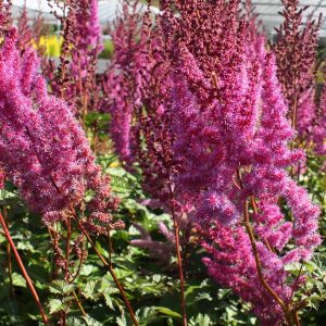 A cluster of pink, bottle brush type flowers held high above the plant on tall woody stems.