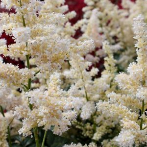 White bottle brush type flowers in dense clusters on an upright stem.