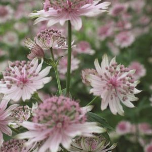 A cluster of delicate pink flowers, each having multiple flower heads on the button like stem end, with white bracts underneath.