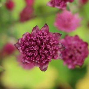 Button like wine coloured flower heads, with multiple tiny flowers held above the bracts, on a long upright stem.