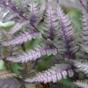 Athyrium niponicum 'Burgundy Lace'