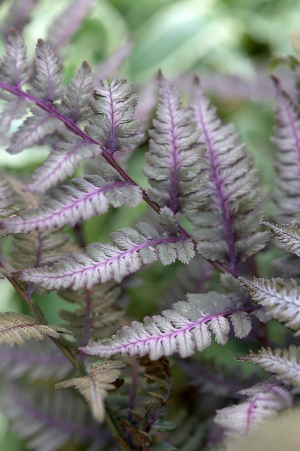 Athyrium niponicum 'Burgundy Lace'