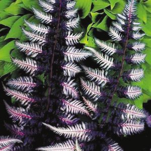 Athyrium niponicum 'Ursula Red'