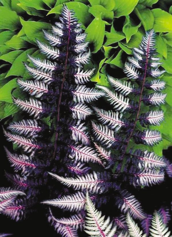 Athyrium niponicum 'Ursula Red'
