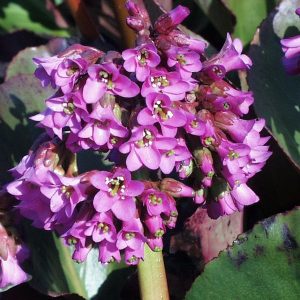 Edges of thick waxy green, rough edged leaves, with a cluster of light pink flowers held atop a thick stem.