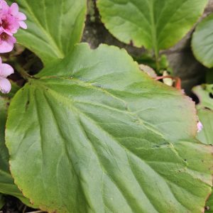 Bergania cordifolia