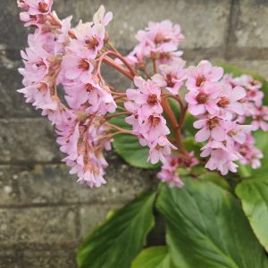 Bergania cordifolia