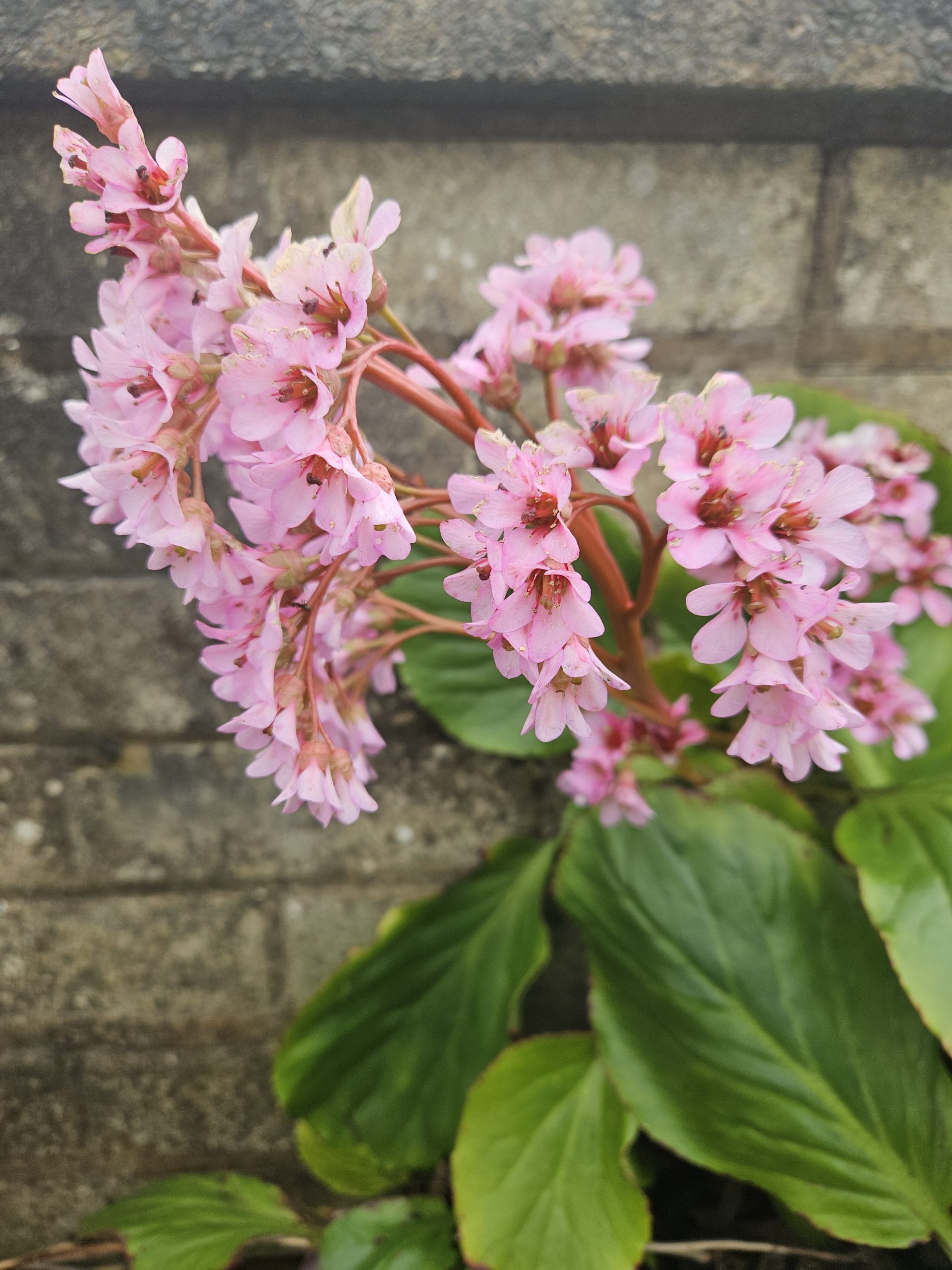 Close-up of a pink flowering plant with clustered small blossoms on red stems and large green leaves, against a gray stone wall.