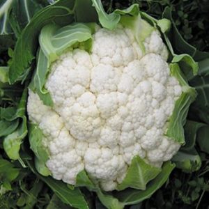 Cauliflower Boris F1 – Av. 20 Seeds