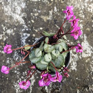 Cyclamen coum – Rose – Silver Leaf 8cm potted. (HP)