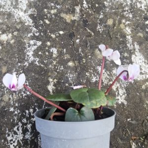 Cyclamen coum – White 8cm potted. (HP)