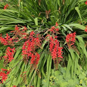 Crocosmia ‘Lucifer’