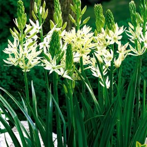 A cluster of white, star shaped flowers on a flower spike, with green yellow centers.