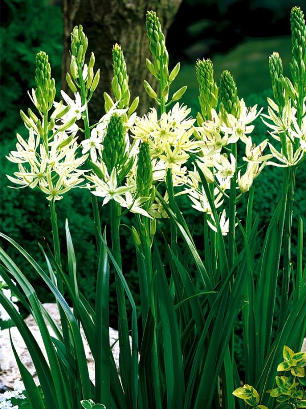 A cluster of white, star shaped flowers on a flower spike, with green yellow centers.