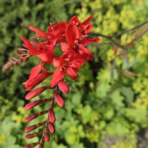 Crocosmia ‘Lucifer’