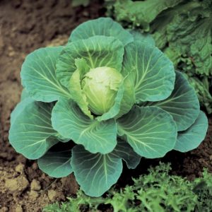 Cabbage Golden Acre - Seeds - Av. 200