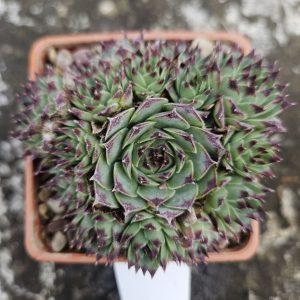 Sempervivum calcareum ‘Guillaumes’ – Succulent – Houseleek