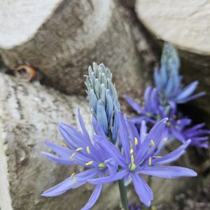 Camassia leichtlinii caeruleum