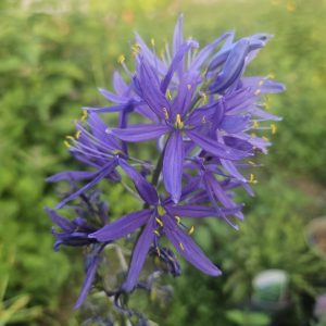 Camassia leichtlinii caeruleum