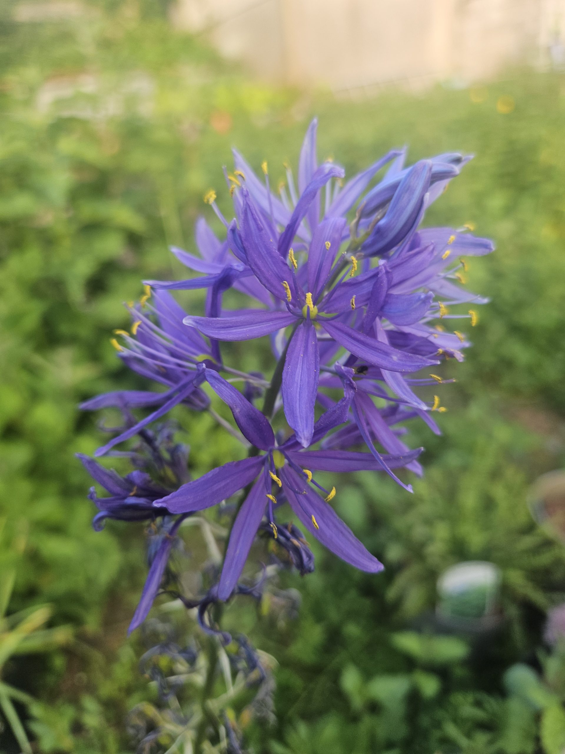 Close-up of a purple allium bloom with long strap-like petals and yellow pollen-tollen stamens against a blurred green garden background.