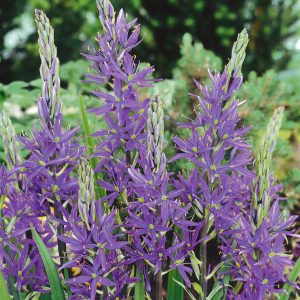 A cluster of purple blue star shaped flowers, outward facing from the flower spike, with delicate yellow centers.