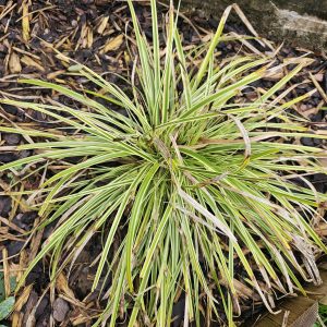 Sedge – Carex morrowii – ‘Ice Dance’ – Hardy Perennial