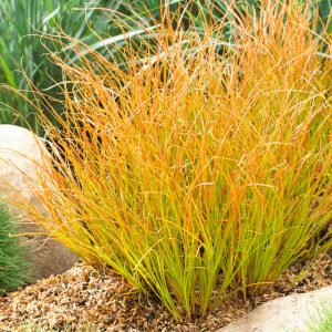 Sedge – Carex testacea ‘Prairie Fire’